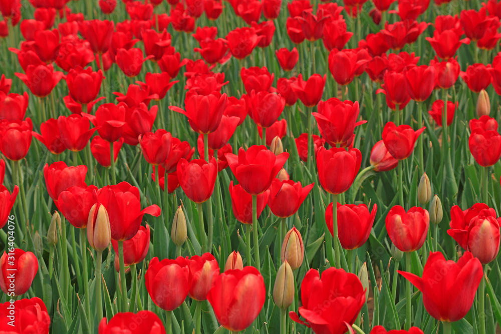 Tulips flowers in the garden Tulips flowers in the garden