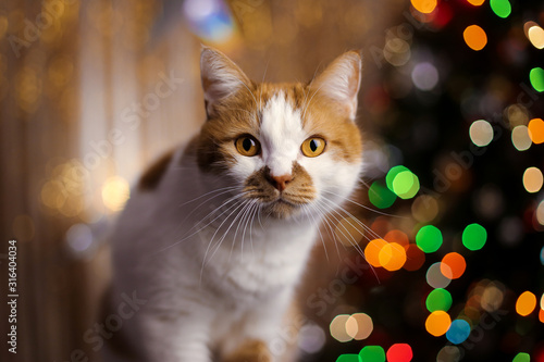 Red domestic cat on a background of Christmas lights