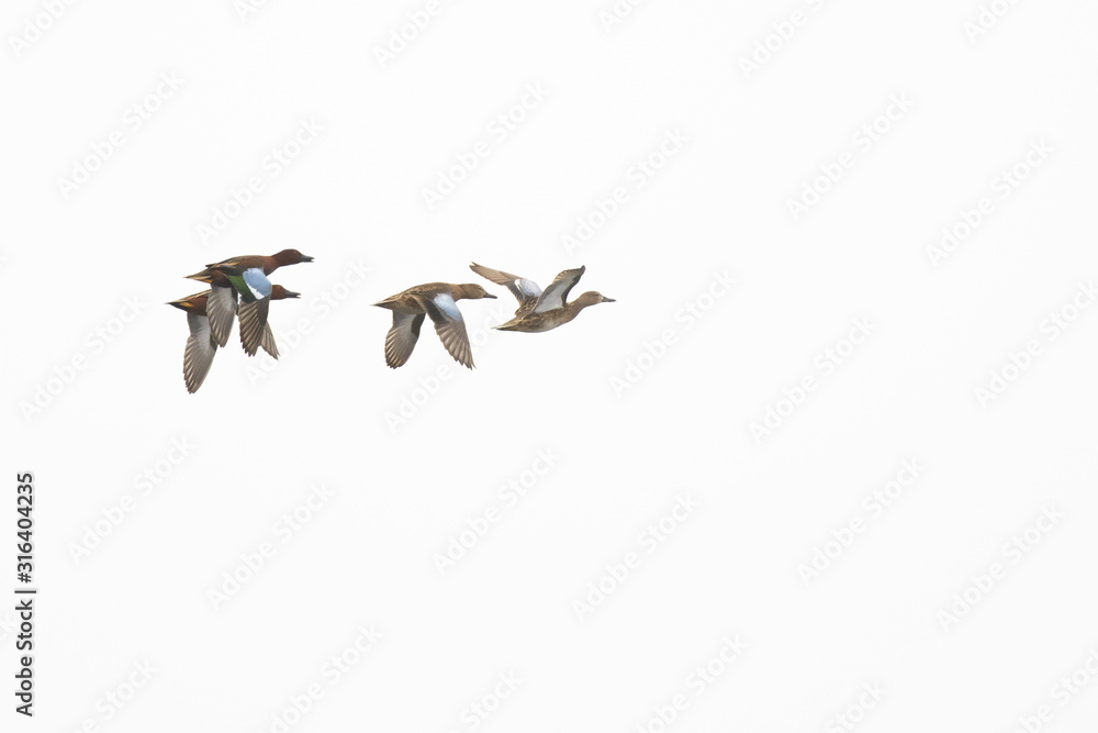 Obraz premium Cinnamon drake male female hen ducks flying isolated.