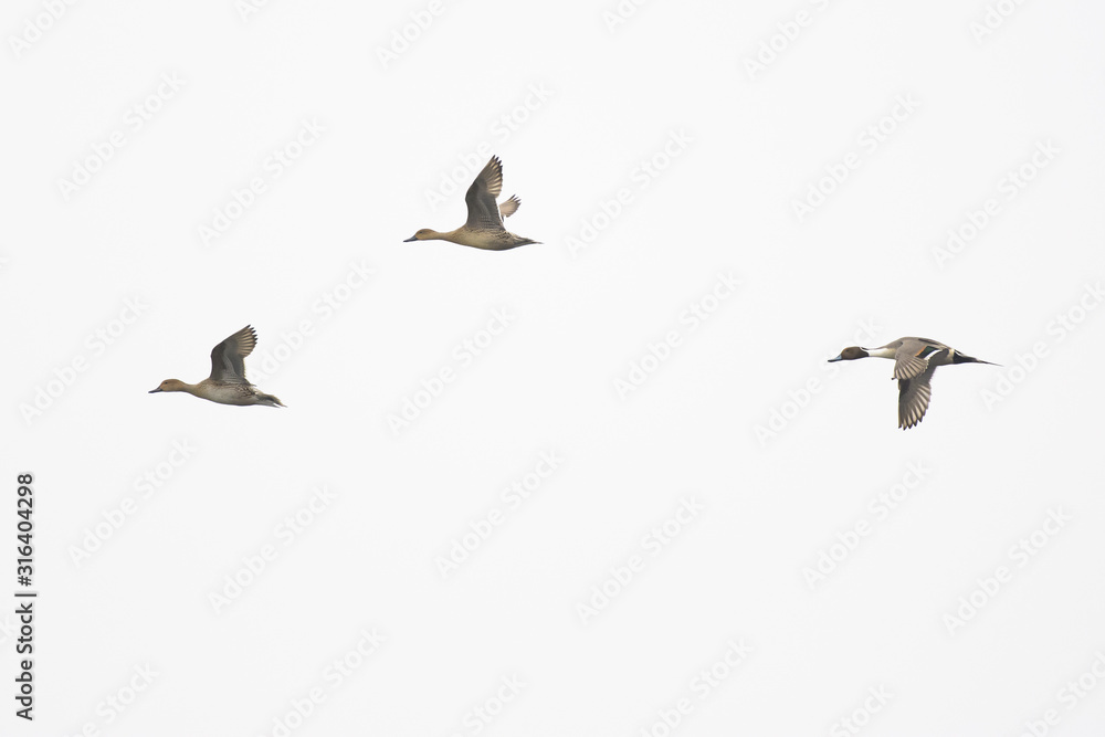 Obraz premium Pintail drake male female hen flock flying.