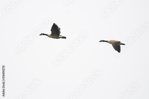 Tela Canada Geese flying with white background isolated.