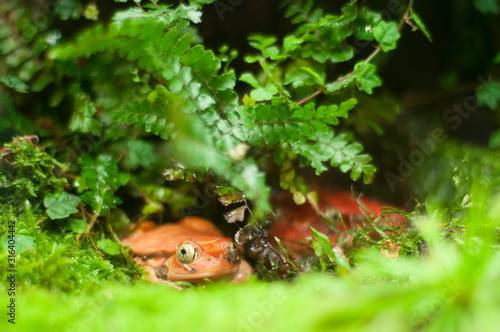 Two funny orange toads on a mossy floor. Popeyed toads lurking among the greenery. © asyashu