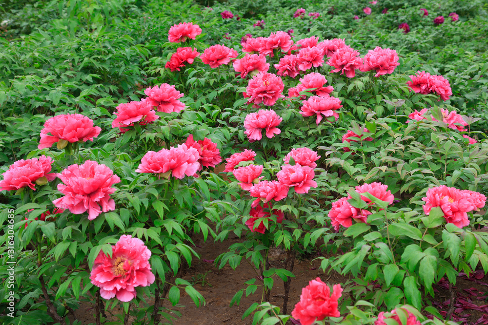 peony flowers in the park