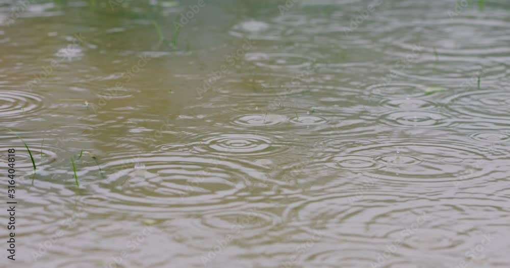 Raindrops falling on a flooded lawn, heavy rain on wet home yard in slowmotion. 4k resolution Raindrops falling on a flooded lawn, heavy rain on wet home yard in slowmotion. 4k resolution