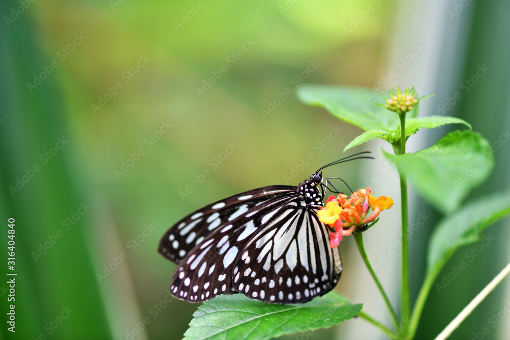 black and white tropical butterfly in vivo on a green background black and white tropical butterfly in vivo on a green background