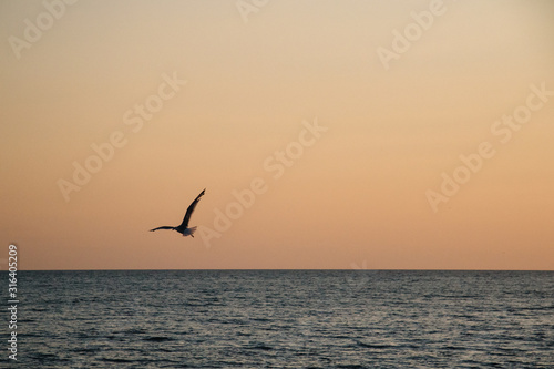 Silhouette of a seagull flying before sunset. Calm sea, softly lit orange sky. There is a place for text