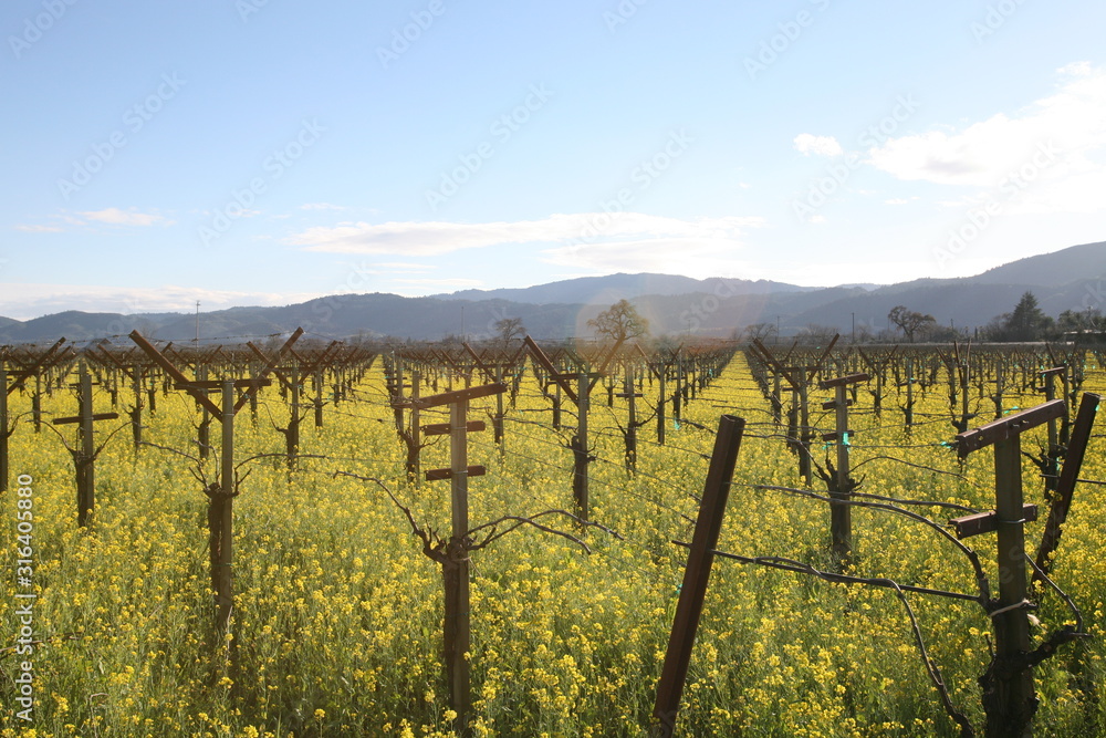 Napa Valley Vineyard with Mustard