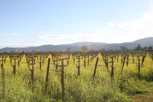 Napa Valley Vineyard with Mustard