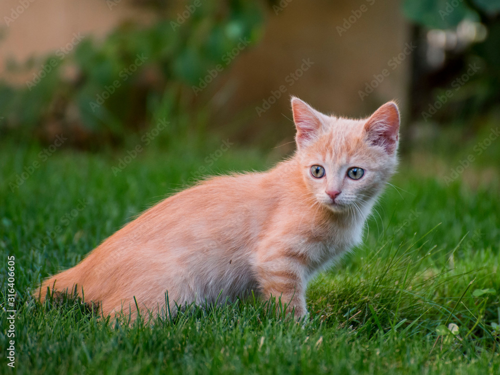 little kitten playing on the grass close up little kitten playing on the grass close up