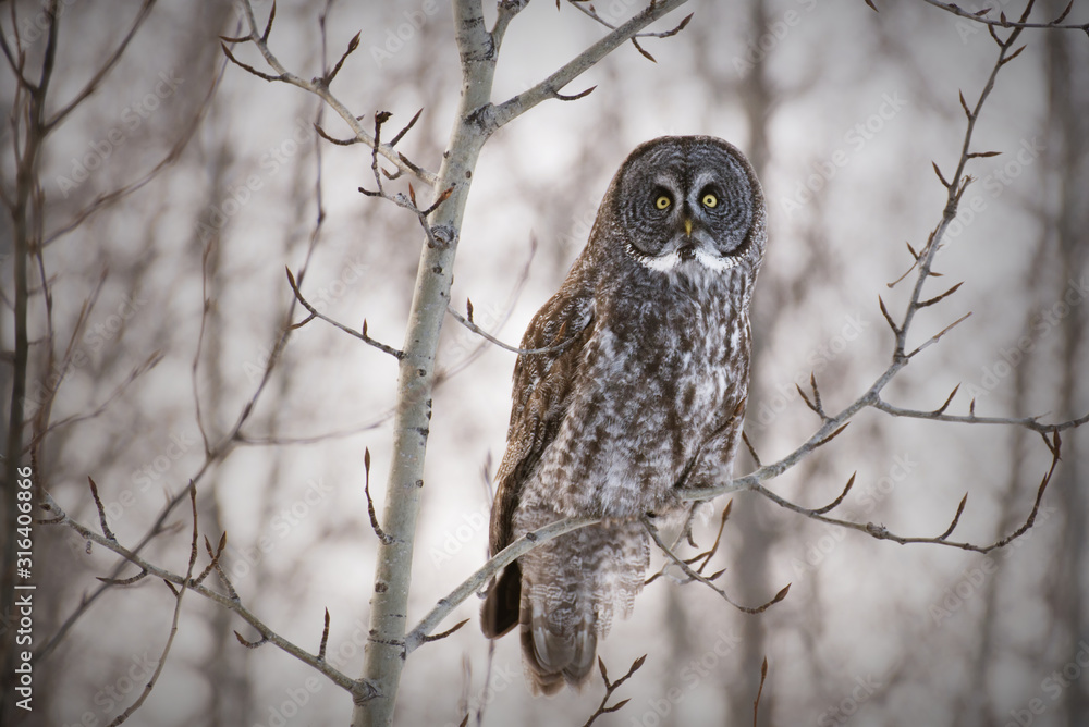 A Great Grey Owl perched in a tree on a day in winter A Great Grey Owl perched in a tree on a day in winter