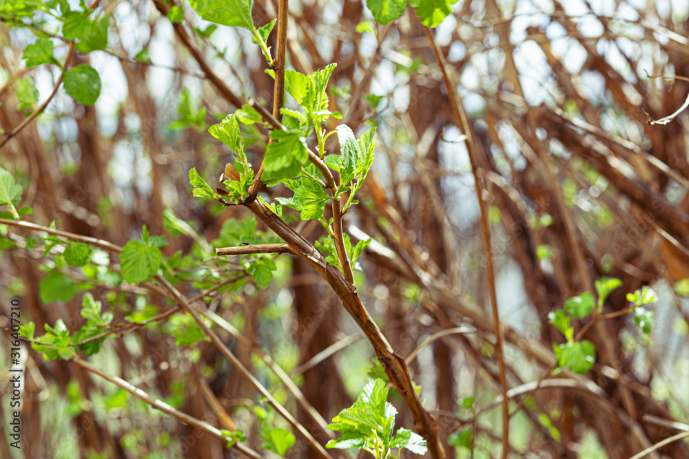 The sprigs of spirea with the blossoming leaves in spring. The sprigs of spirea with the blossoming leaves in spring.