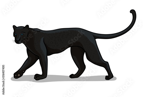 Panther big cat isolated in cartoon style. Educational zoology illustration, coloring book picture.