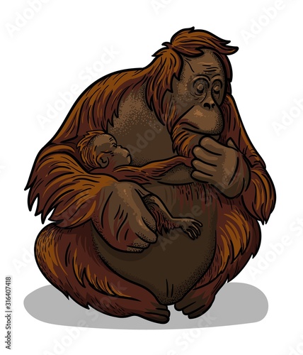 Asian animal female orangutan ape with baby-ape sitting isolated in cartoon style. Educational zoology illustration, coloring book picture.