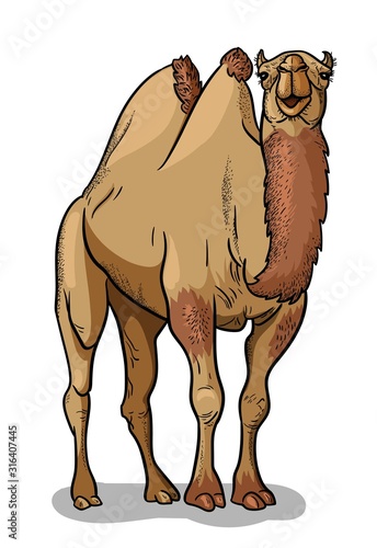 Bactrian camel isolated in cartoon style. Educational zoology illustration, coloring book picture.