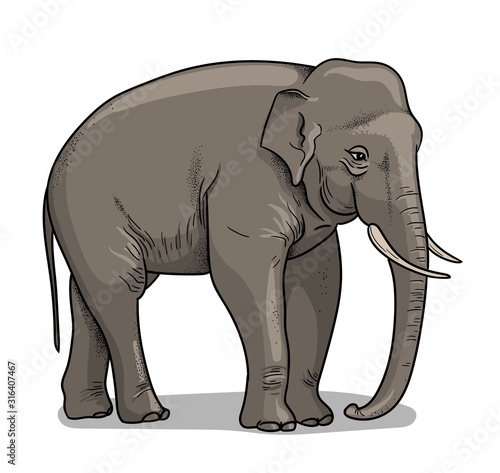 Indian elephant isolated in cartoon style. Educational zoology illustration, coloring book picture.
