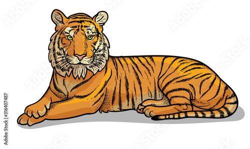 Lying tiger isolated in cartoon style. Educational zoology illustration, coloring book picture.