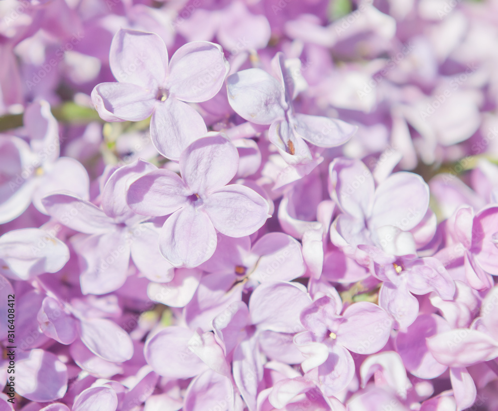 Branch with pink flowers of lilac in spring sunny day (background) Branch with pink flowers of lilac in spring sunny day (background)