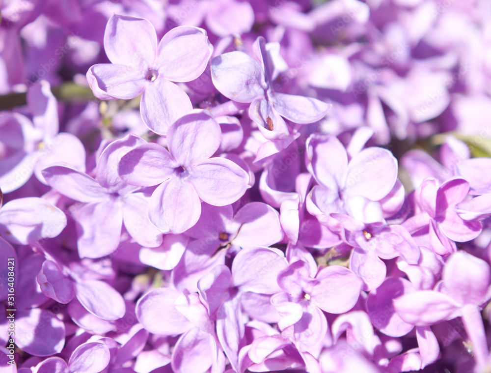 Flowers of lilac in spring sunny day (background) Flowers of lilac in spring sunny day (background)