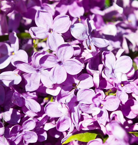 Flowers of lilac in spring sunny day  background 