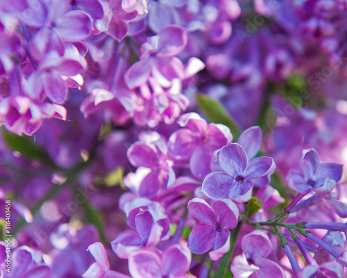 Flowers of lilac in spring sunny day  background 
