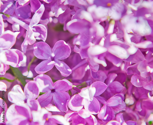 Flowers of lilac in spring sunny day (background) © E.O.