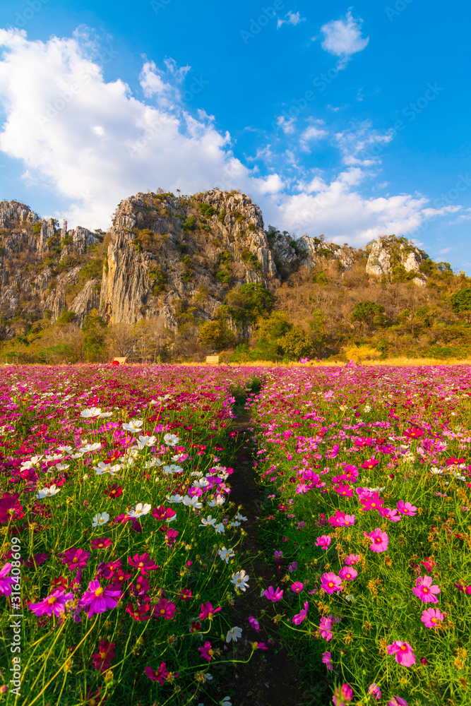 Beautiful cosmos flowers are blooming in fields with mountains and blue sky background. Beautiful cosmos flowers are blooming in fields with mountains and blue sky background.