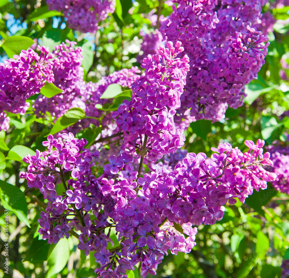 Obraz premium Purple lilac. Branches with flowers in spring sunny day