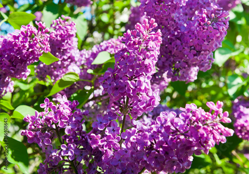 Purple lilac. Branches with flowers in spring sunny day