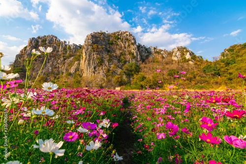 Beautiful cosmos​ flowers are blooming in fields with mountains and blue sky background.