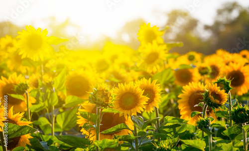 sunflower field at the dramatic sunset, agricultural scene