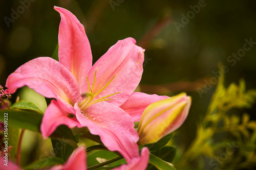 Flower arrangement, colorful various flowers 