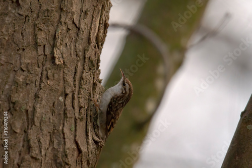 Treecreepers on the bark of a tree foraging