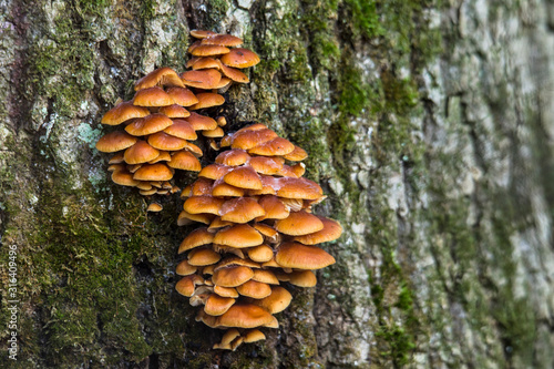 Mushrooms at their natural location in the forest