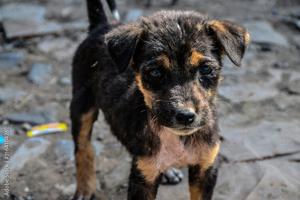 Picture of cute and innocent black puppy roaming on indian street Picture of cute and innocent black puppy roaming on indian street