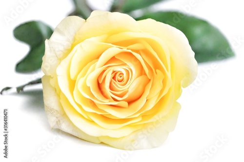 Softly style of a sweet yellow rose flower blossom on white isolated background with copy space