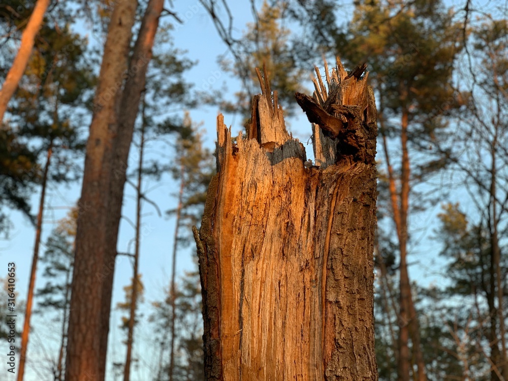 Broken old, perennial tree in the forest. Broken trunk of a tall tree in the park. Broken old, perennial tree in the forest. Broken trunk of a tall tree in the park.