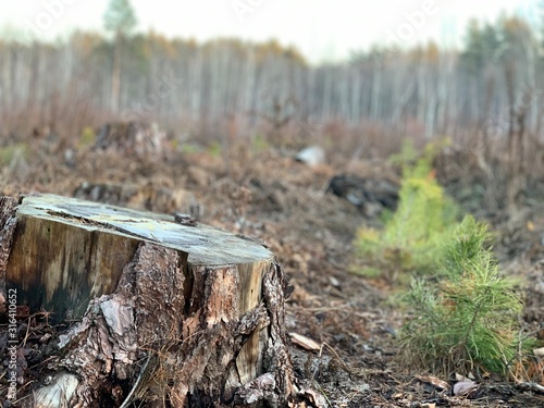 Stump of a felled tree in a pine forest. Sawn, young pine in a coniferous forest. Concept: deforestation, forestry