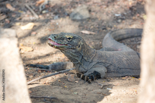 Komodo Dragon in the wild 