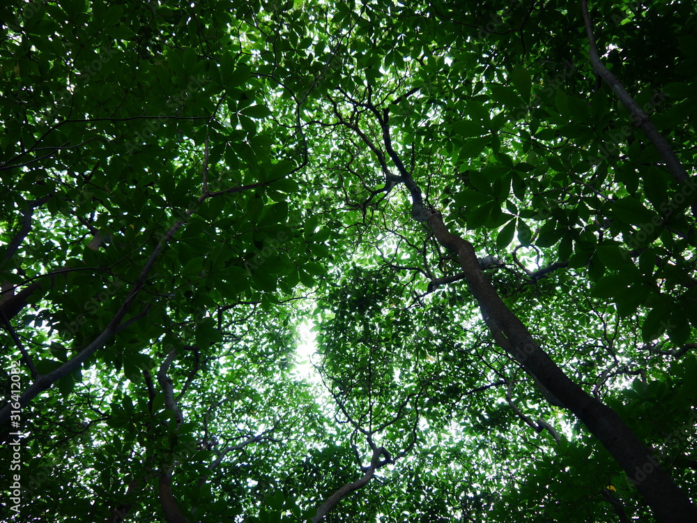 Fototapeta premium Background of a forest with green leaves