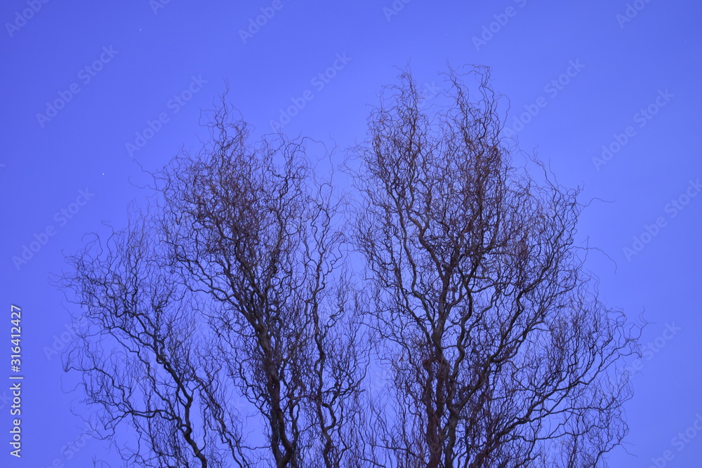 The tree with no branches at dusk with a lovely blue sky behind. The tree with no branches at dusk with a lovely blue sky behind.