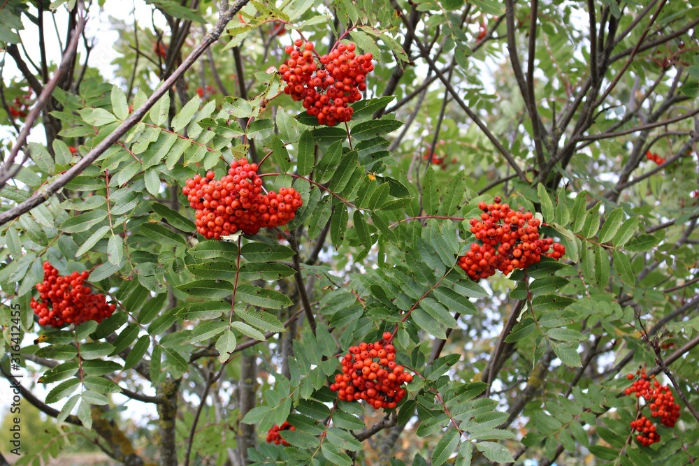 Bright red berries of mountain ash on a sunny autumn day Bright red berries of mountain ash on a sunny autumn day