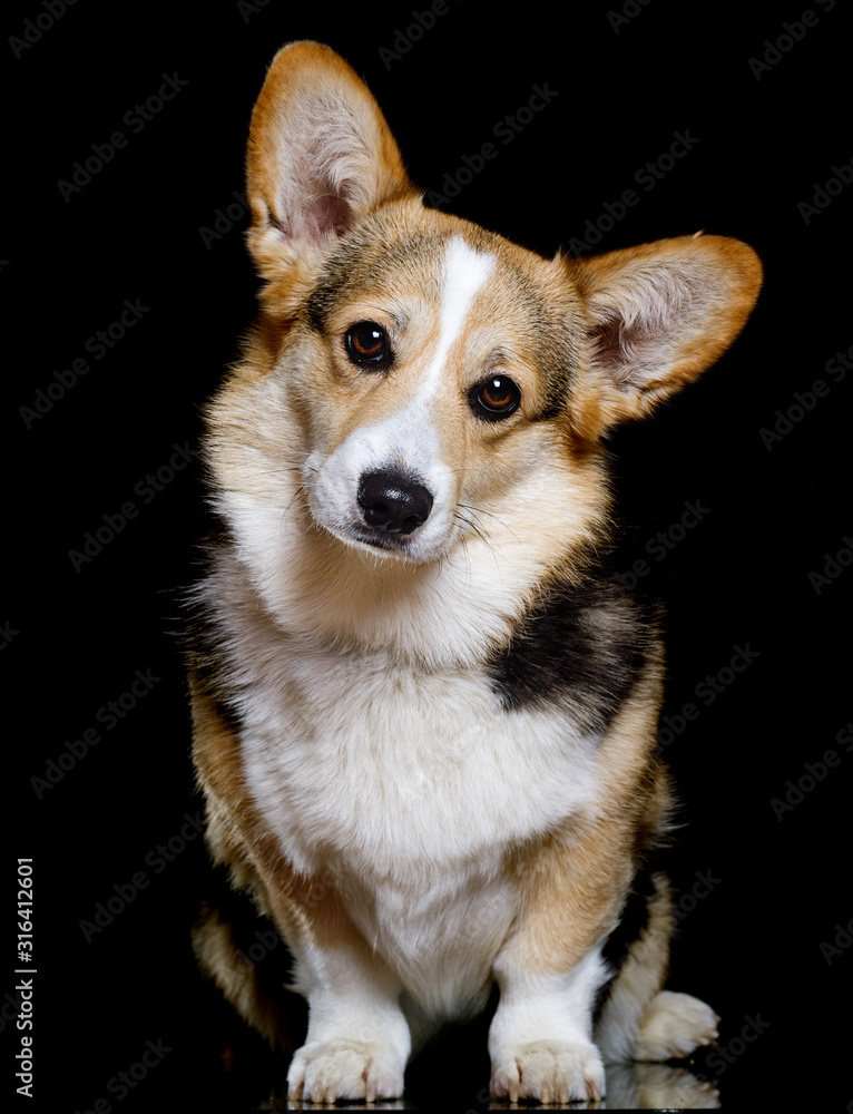 dog on a black background welsh corgi pembroke breed