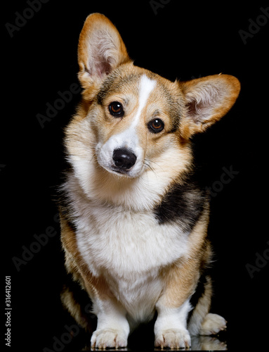 dog on a black background welsh corgi pembroke breed
