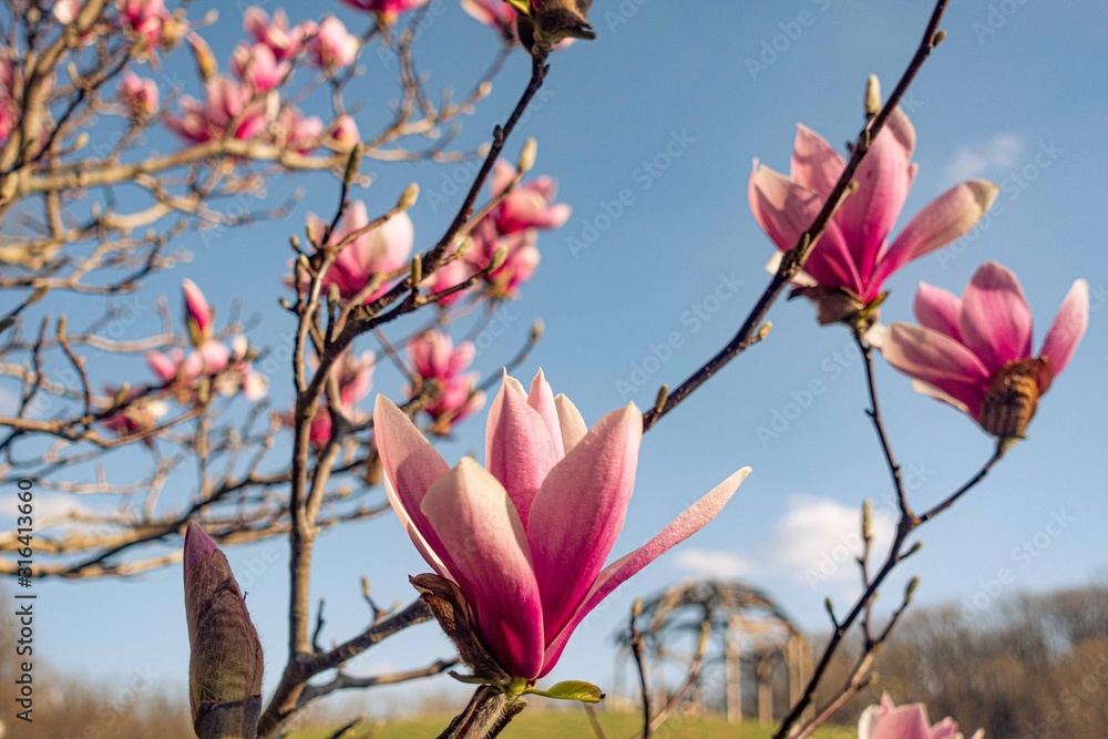 Flowering pink magnolia branch in sunlights on blue sky background. Flowering pink magnolia branch in sunlights on blue sky background.
