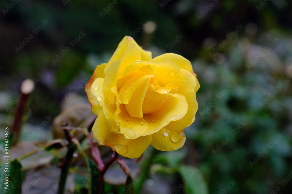 yellow rose in Portland rose test garden yellow rose in Portland rose test garden