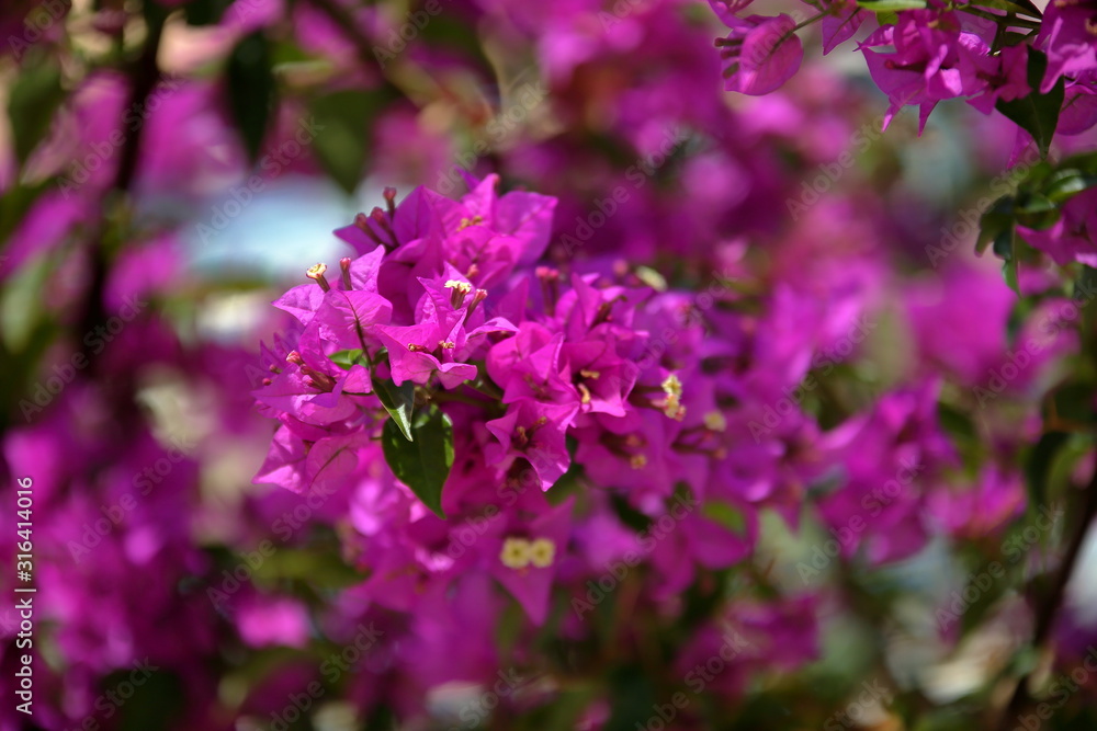 pink flowers in garden