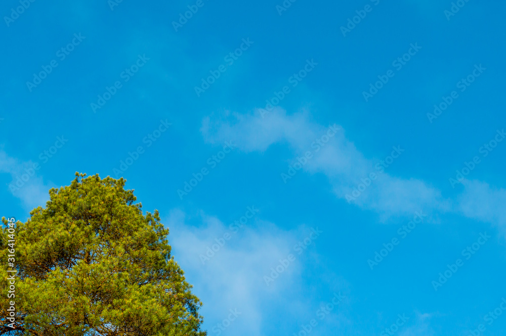 Sky vault with clouds between pine trees. Sky vault with clouds between pine trees.