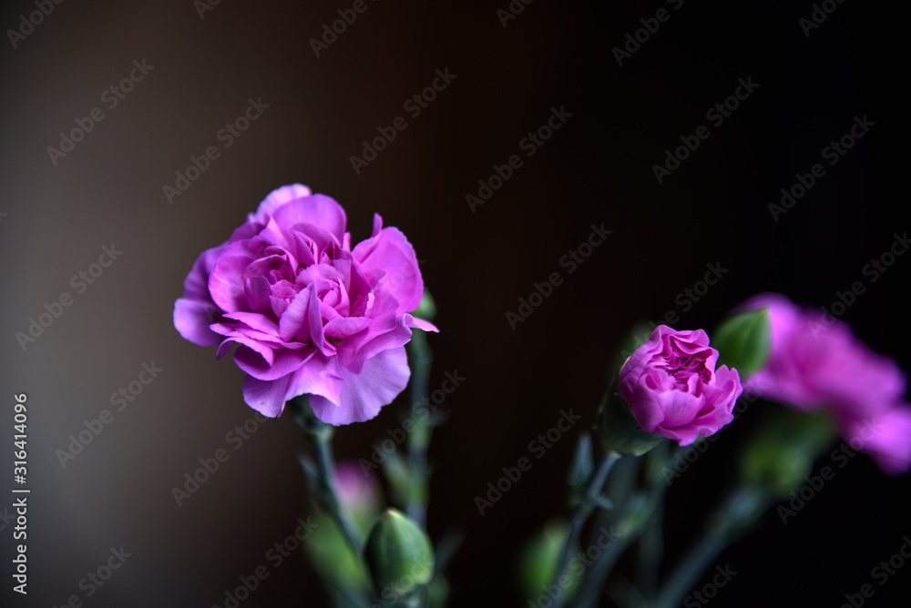 Pink Carnation Flowers Against Soft Background Pink Carnation Flowers Against Soft Background
