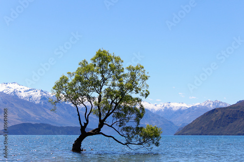 Lonely weeping willow tree in Wanaka Lake with clear blue sky, New Zealand, South Island