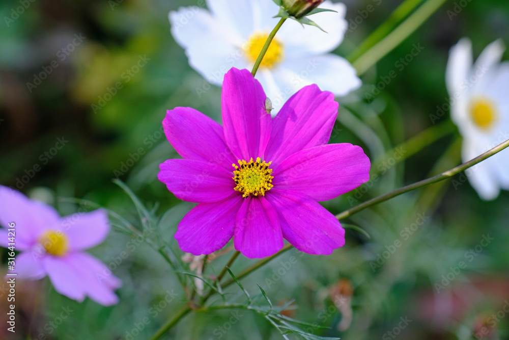 purple flowers in the garden purple flowers in the garden